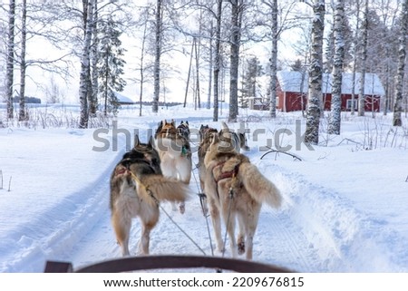 Dog sledding in Northern Finland (Lapland). Royalty-Free Stock Photo #2209676815