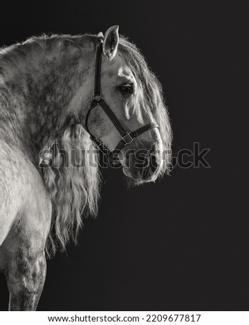dappled grey andalusian horse portrait on black background