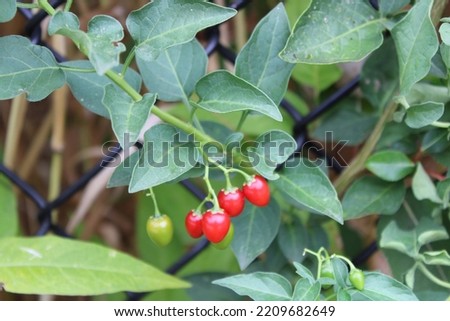 Late season woody nightshade berries Royalty-Free Stock Photo #2209682649