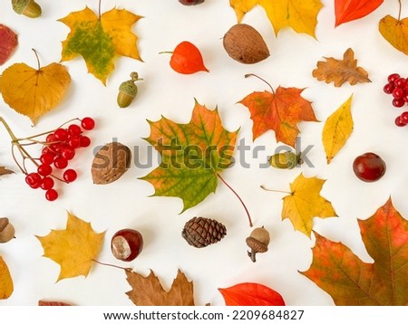 Multicolored autumn leaves, acorns, chestnuts, walnuts, cones  on white wooden background