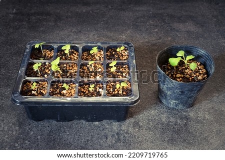 Pictures of pot plant sprouts