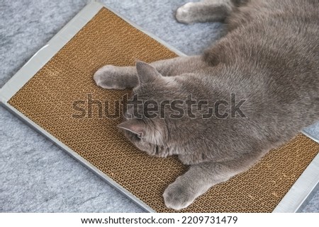 A gray cat is playing on scratching post. Cardboard scratching post. A gray cat is caressing on a scratching post. A cat sniffs cat grass on a scratching post. Royalty-Free Stock Photo #2209731479
