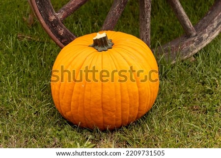 Halloween concept background. pumkin on a grass in a farm