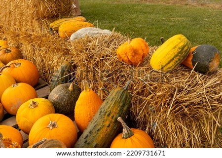Halloween concept background. pumkins on a hay 