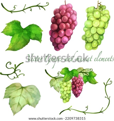 Illustration material set of beautiful grapes and Muscat. Grape and Muscat berries, leaves and decorative vines. Watercolor style vector illustration. Royalty-Free Stock Photo #2209738315