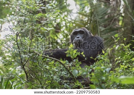 Pan-hooting chimpanzee (Pan troglodytes) in natural habitat