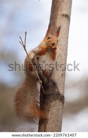 Squirrel on a tree in a natural forest in spring.