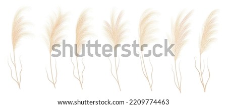 Pampass grass isolated vector plant branches. Dry Panicle Cortaderia selloana floral elements, wild herbs. Flowers with feather head plumes, natural pampass grass wildflowers
