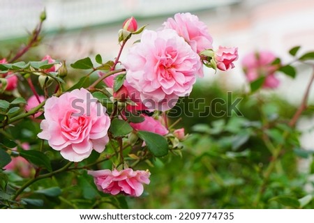 Pink roses on bushes in the garden in the park.