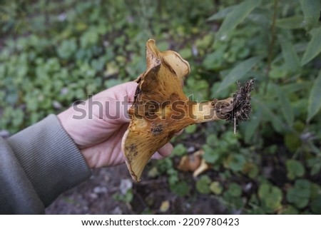 Paxillus involutus.  Brown roll-rim Mushroom. Poison fungus. Mushroom in the hand. 