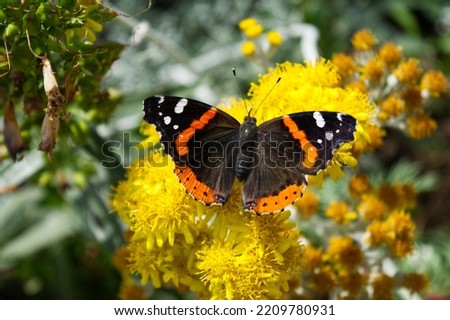 Red Admiral butterfly collecting nectar 