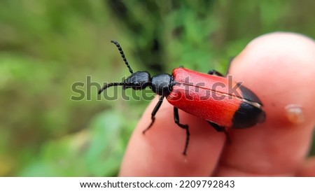 Beautiful red and black  beetle sitting on a finger.
Lytta melanura,Blister beetles are beetles of the family Meloidae.Slective focus. High quality photo