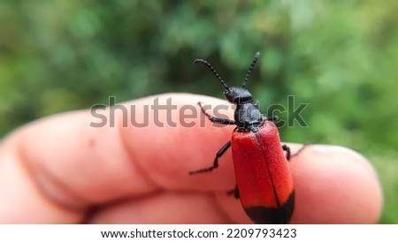 Macro of a red and black  beetle on a  finger.Lytta melanura,Blister beetles are beetles of the family Meloidae.Slective focus. High quality photo