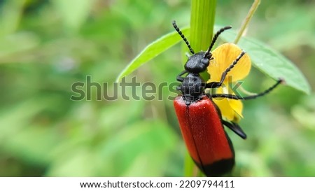 Black and Red beetle eating a wild flower.Lytta melanura,Blister beetles are beetles of the family Meloidae.Slective focus. High quality photo