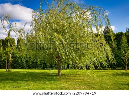 Weeping willow tree in the home garden Royalty-Free Stock Photo #2209794719