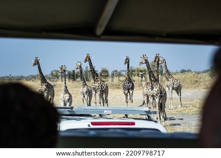 African safari observing a herd of giraffes from the car Royalty-Free Stock Photo #2209798717