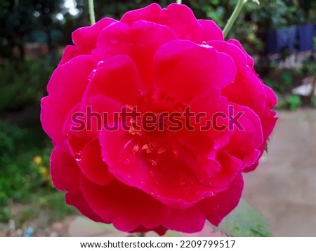 Beautiful Pink Rose Close Garden Picture