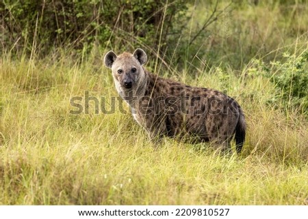 Side view of an adult spotted hyena, crocutta crocutta, in the long grass of Queen Elizabeth National Park, Uganda.