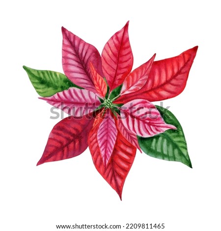 Red poinsettia Christmas flower watercolor illustration. Hand drawn New Year celebration symbol. Traditional winter decoration plant. Realistic botanical image for postcards and greeting invitations.