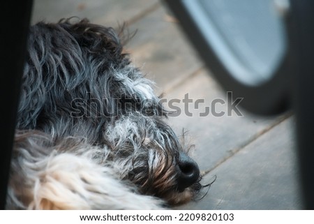 Goldendoodle lying on a wooden terrace. Hybrid dog sleeping. Animal photo of a dog