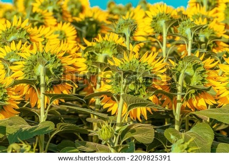Blooming sunflower crops in cultivated field in summer, selective focus