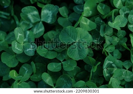 Close-up of green clover leaves. Abstract natural soft background with copy space, top view. Lucky Irish Four Leaf Clover for St. Patricks Day holiday symbol, with three-leaved shamrocks.