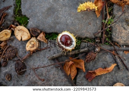 Chestnut in a shell in autumn city