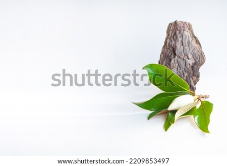 Abstract natural scene with composition of dry tree bark and magnolia flower. Neutral background for cosmetic, beauty product branding.