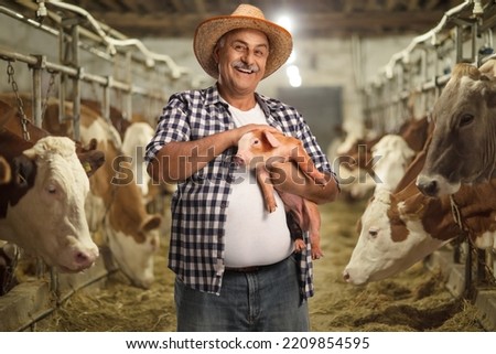 Mature farmer holding a small pig on a livestock farm with cows in the back Royalty-Free Stock Photo #2209854595
