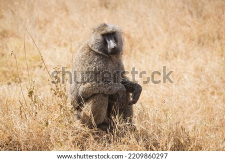 Baboon resting in the savannah in Serengeti National Park, Tanzania, Africa. Baboon sitting on the grass