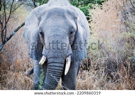African elefant resting in Serengeti National Park, Tanzania, Africa.