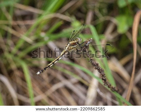 Single female of a dragonfly called the white-tailed skimmer (latin name: Orthretum albistylum) in Special nature reserve Gornje Podunavlje in Serbia