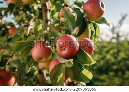 Many colorful red ripe juicy apples on a branch in the garden ready for harvest in autumn. Apple orchard Royalty-Free Stock Photo #2209863065