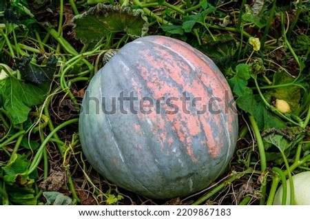 Large-fruited pumpkin, rounded, flattened with a peel of a non-uniform color with various patches of green, gray stripes and spots