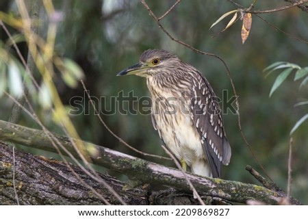Juvenile black-crowned night heron perched in a willow tree