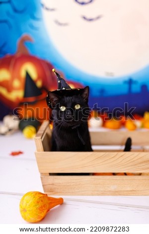 Black Cat wearing hat for halloween lying on halloween background