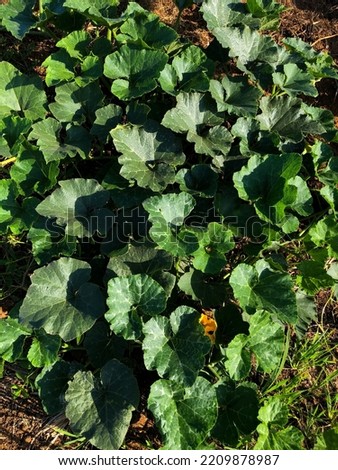 a picture of yellow pumpkin leaves taken in the morning. It is located in Jepara, Indonesia.