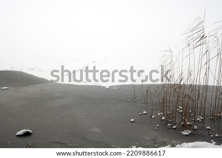 Winter scenery - a view of a frozen lake with reeds
