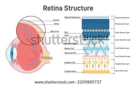 Eye retina anatomy. Human vision organ cross section anatomical structure. Cross section arrangement of retinal cells. Flat vector illustration Royalty-Free Stock Photo #2209889737