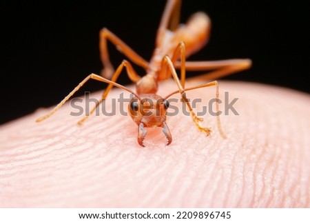 Red Ant or Green Tree Ant biting on the human,Selection focus  Royalty-Free Stock Photo #2209896745