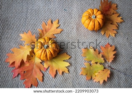 Autumn still life with pumpkins 