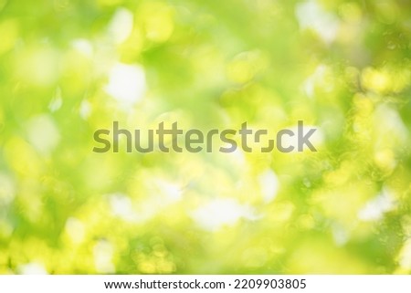 BRIGHT GREEN TREE LEAVES AND SUN LIGHT, SPRING TIME NATURE GARDEN BACKGROUND, FOREST PARK AT SUNNY WEATHER