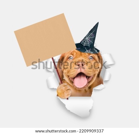 French Bulldog puppy wearing hat for halloween looking through the hole in white paper and holds empty placard