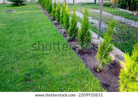 gardening, thuja planting in garden  Royalty-Free Stock Photo #2209910651