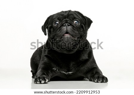 photos of a pug on a uniform background