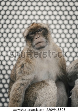 The Gibraltar macaques are actually a tailless monkey called a Barbary Macaque (Macaca Sylvanus). No one is sure how they got to Gibraltar, however, speculation has it they were brought either by the 