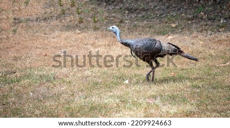 Seemingly without a care in the world, this wild turkey strolls across the back yard in Missouri. The ground-dwelling bird sports long legs and colorful feathers. Bokeh.