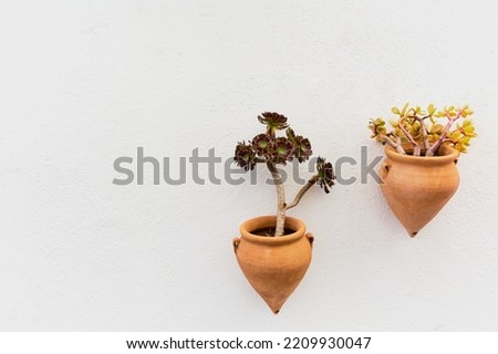 Aeonium arboreum and casula ovala