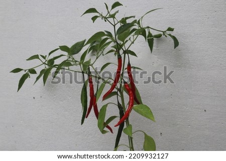 Chili peppers from Nahuatl chīlli are the berry fruit of plants from the genus Capsicum. members of the nightshade family Solanaceae. chilli plant is a multi-branched, semi-woody small shrub.  Royalty-Free Stock Photo #2209932127