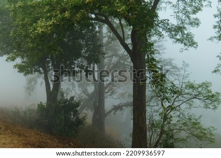 foggy forest Fairy tale looking woods in a misty day. Cold foggy morning